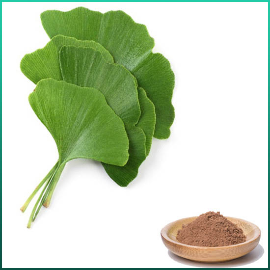 Ginkgo Biloba ထုတ်ယူ